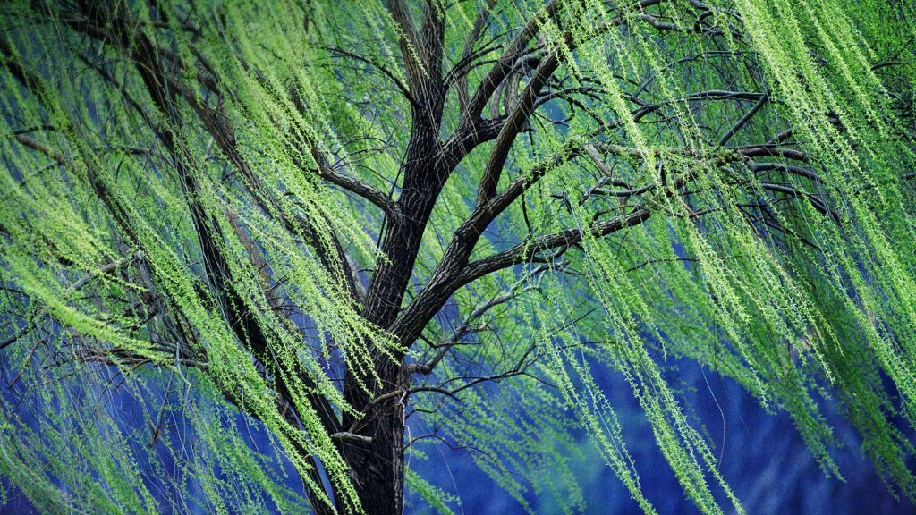 Weeping Willow