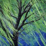 Weeping Willow