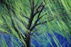 Weeping Willow