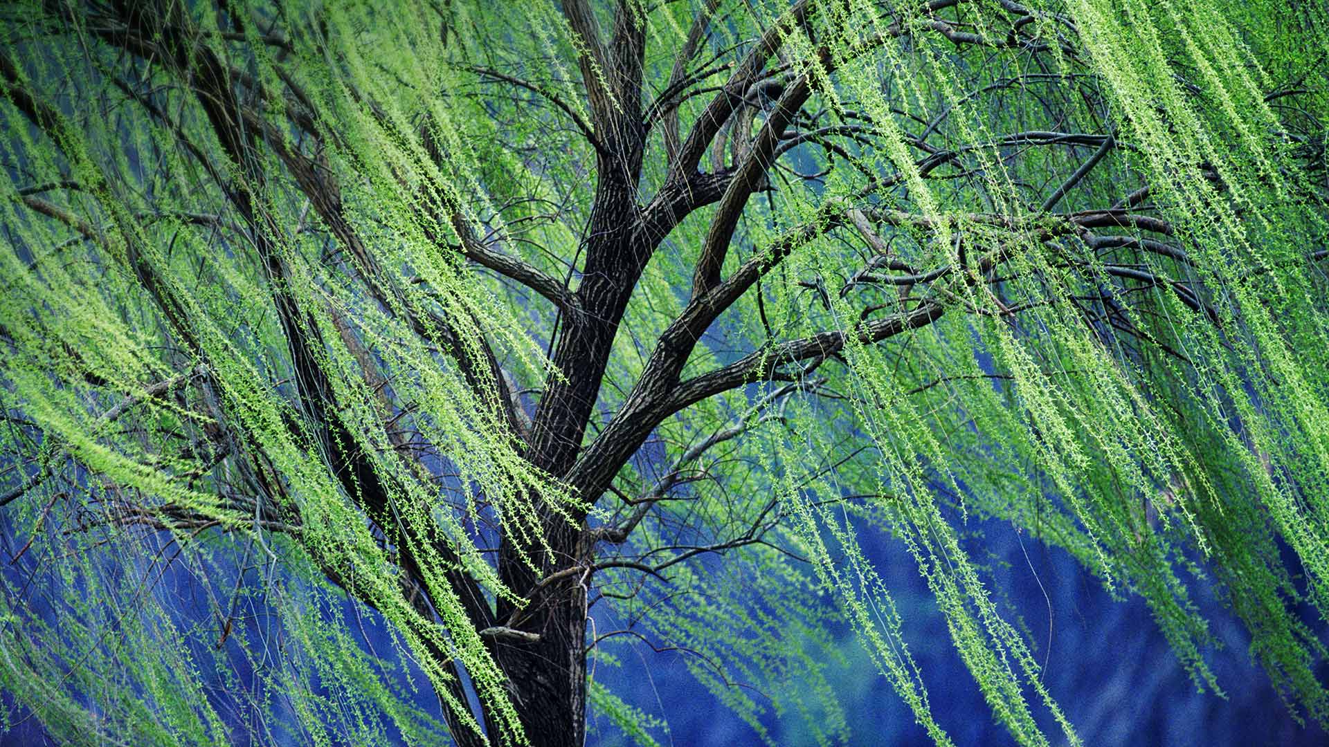 Weeping Willow