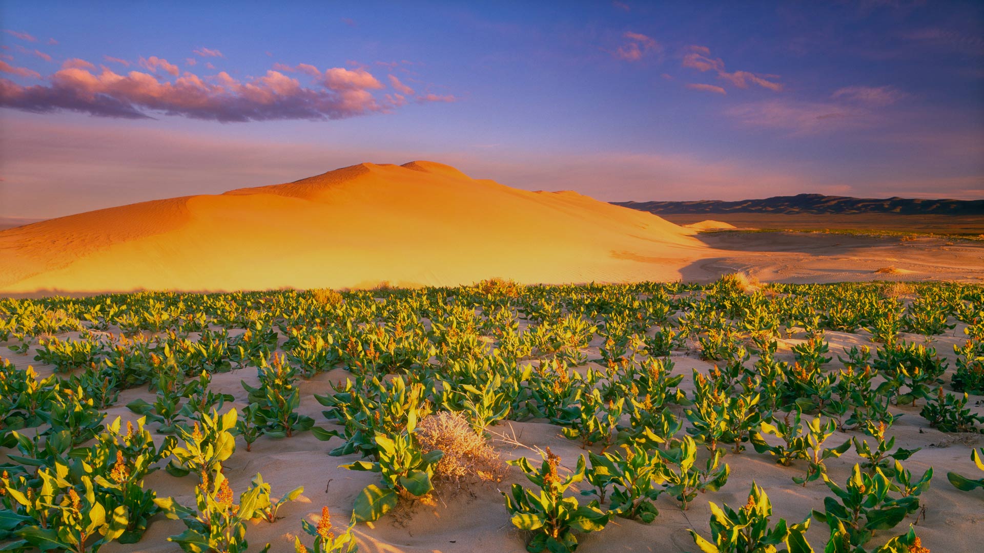 White Bluffs Wilderness