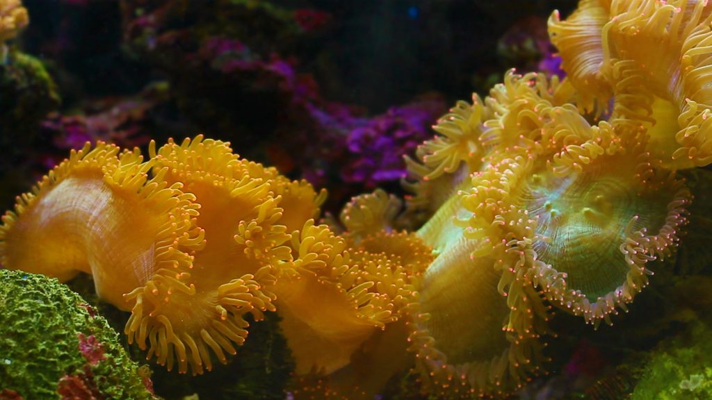 Yellow Anemone Video