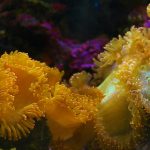 Yellow Anemone Video