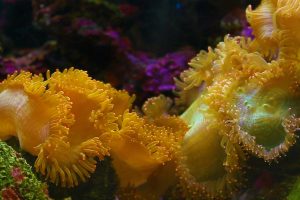 Yellow Anemone Video