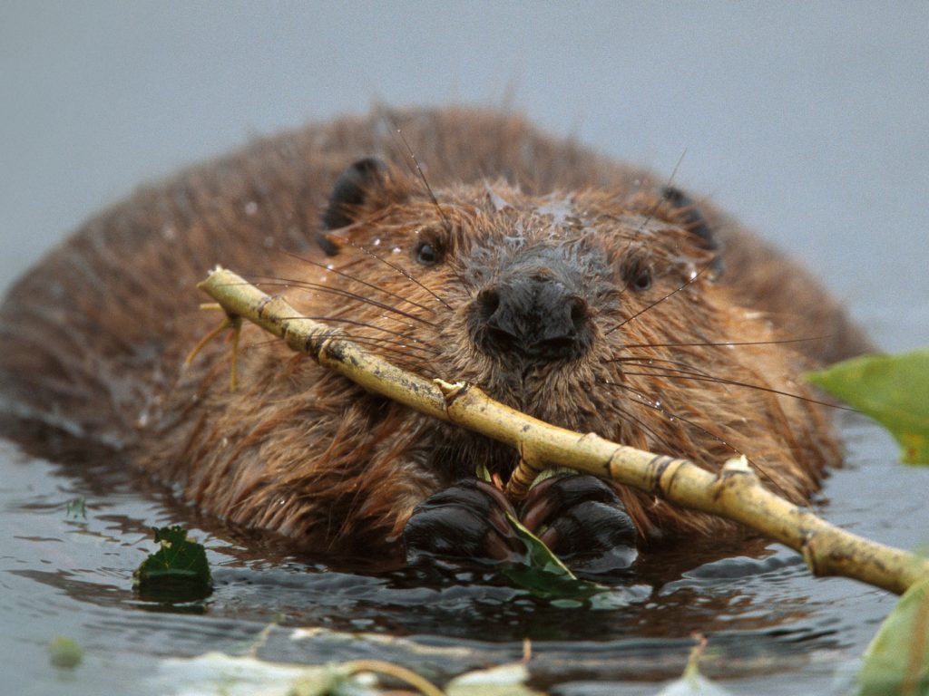 American Beaver.