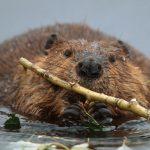 American Beaver