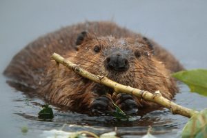 American Beaver