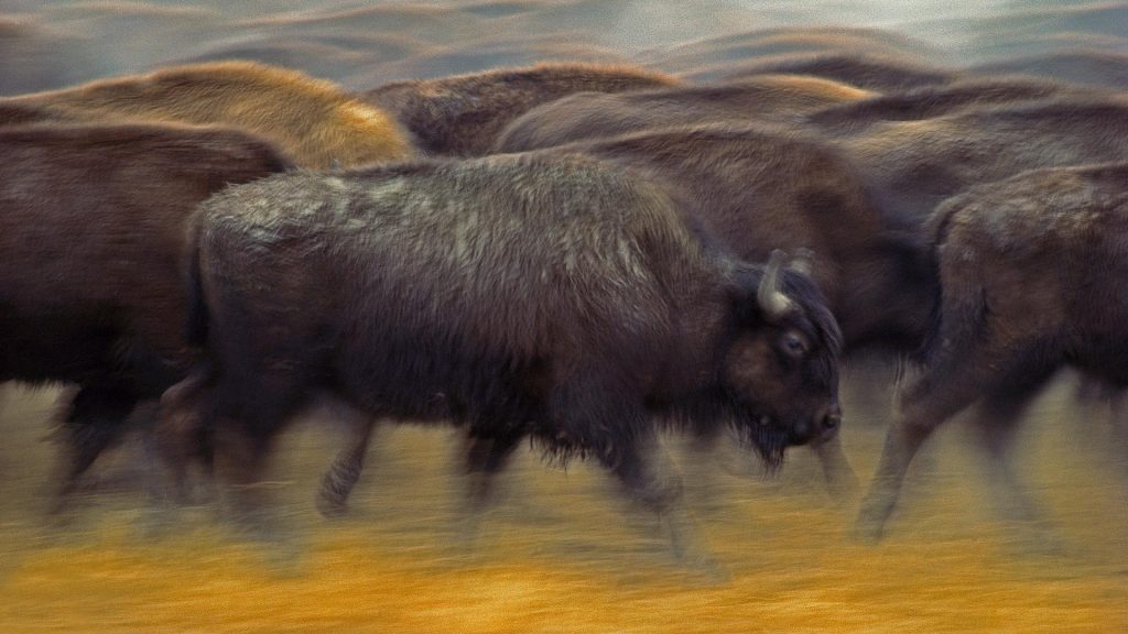 American Bison