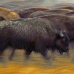 American Bison