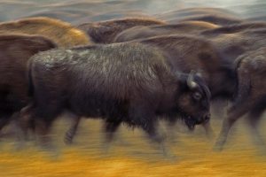 American Bison