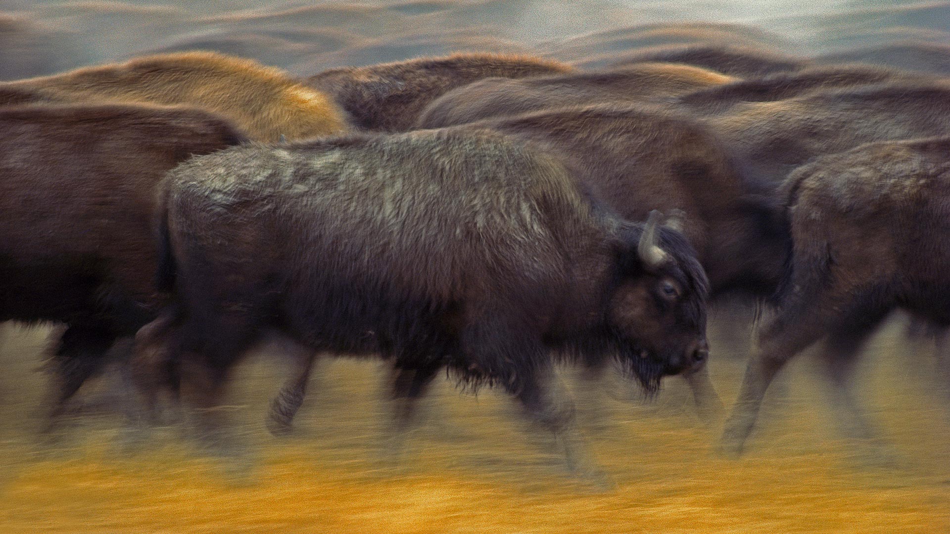 American Bison – Bing Wallpaper Download