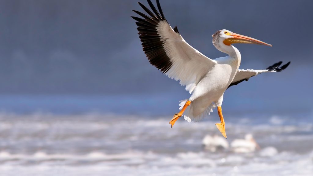 American White Pelican