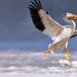 American White Pelican