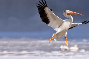 American White Pelican