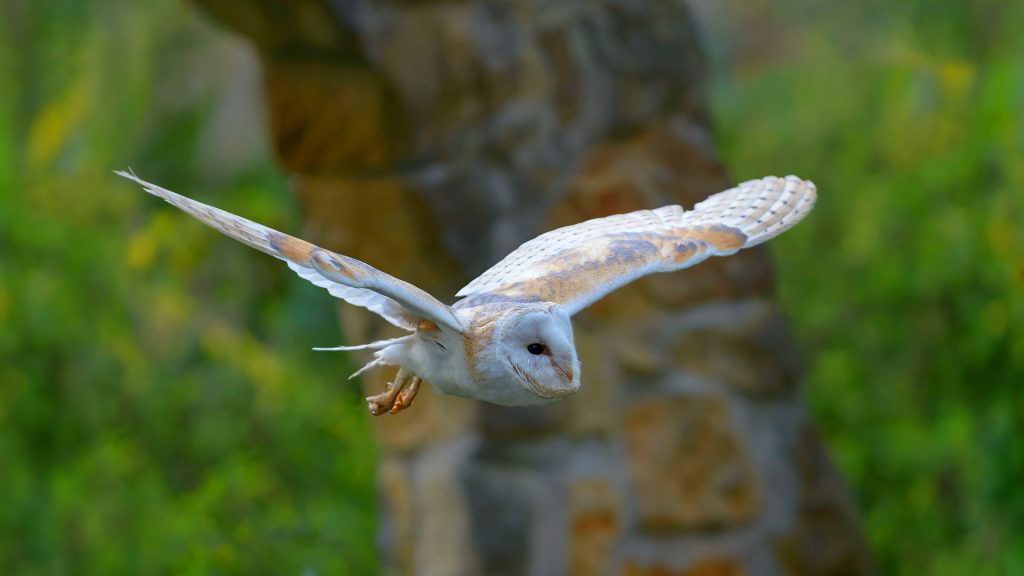 Barn Owl Slo Mo