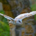 Barn Owl Slo Mo