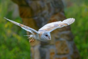 Barn Owl Slo Mo