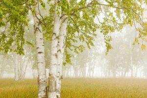 Birch Trees