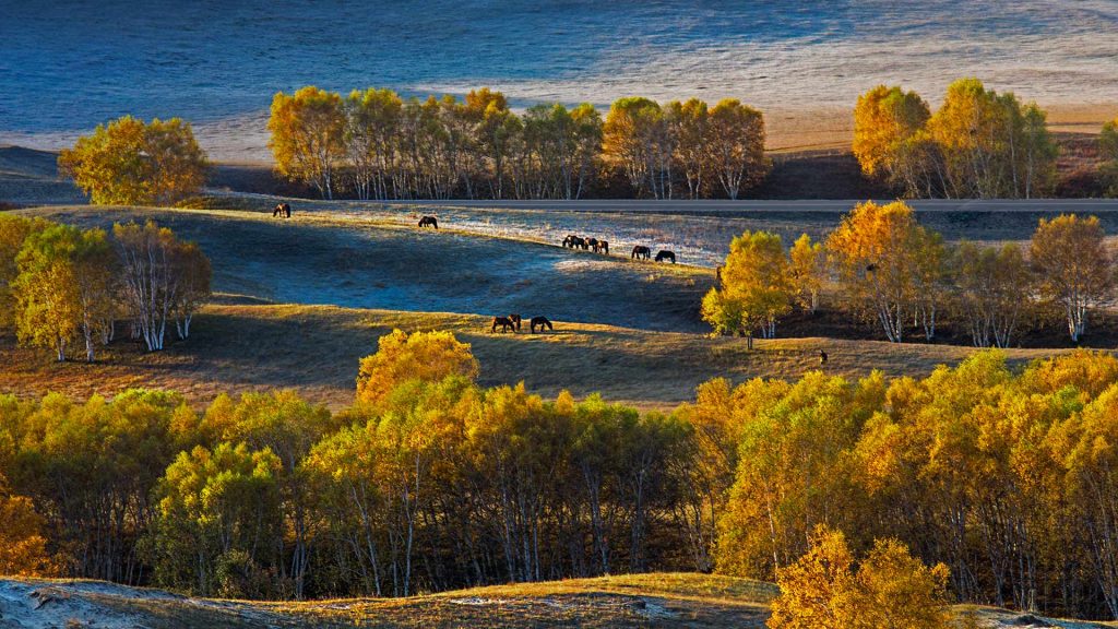 Birch Trees China