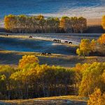 Birch Trees China