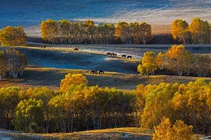 Birch Trees China