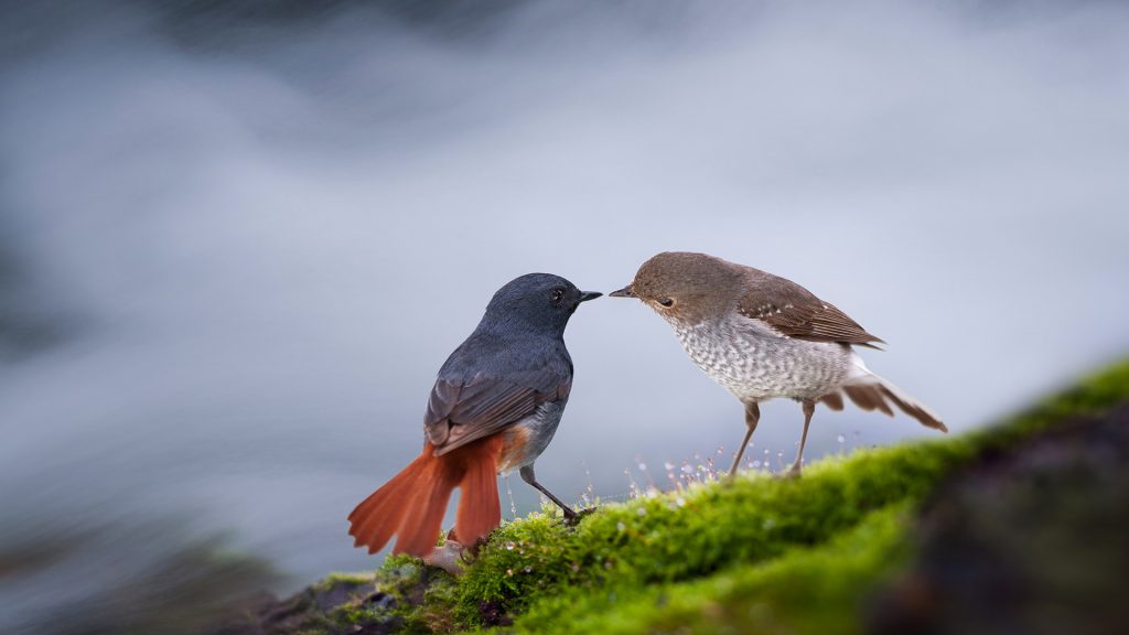 Birds China Guilin