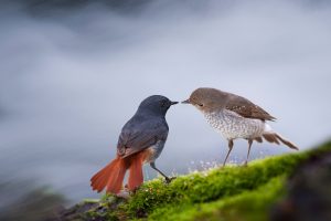 Birds China Guilin