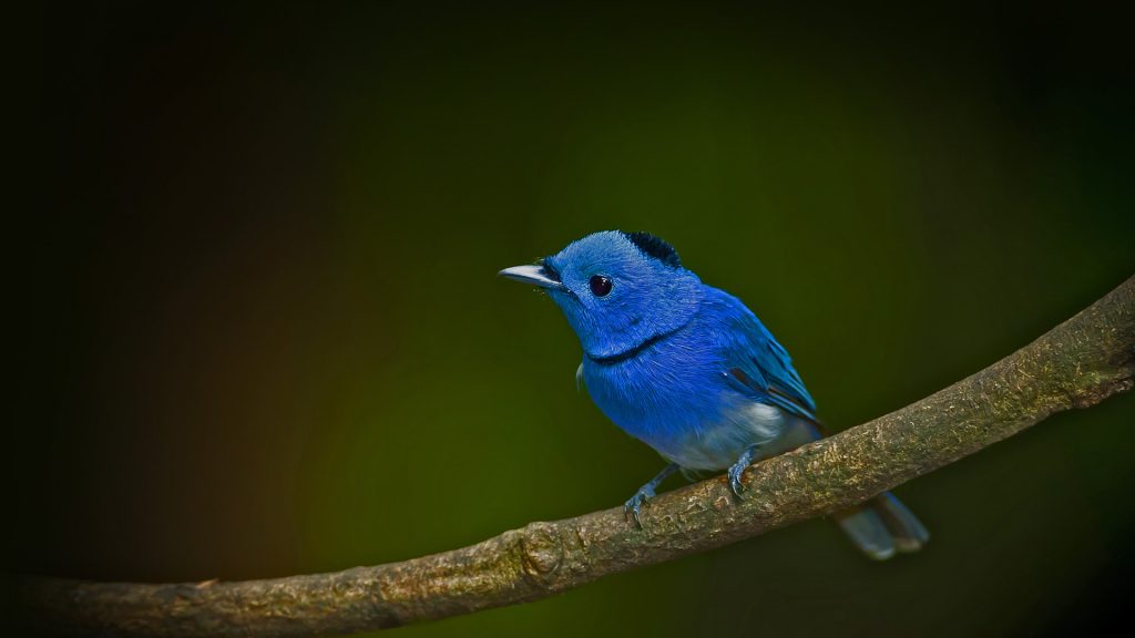 Black Naped Monarch