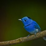 Black Naped Monarch