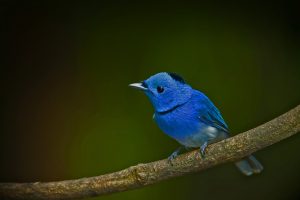 Black Naped Monarch