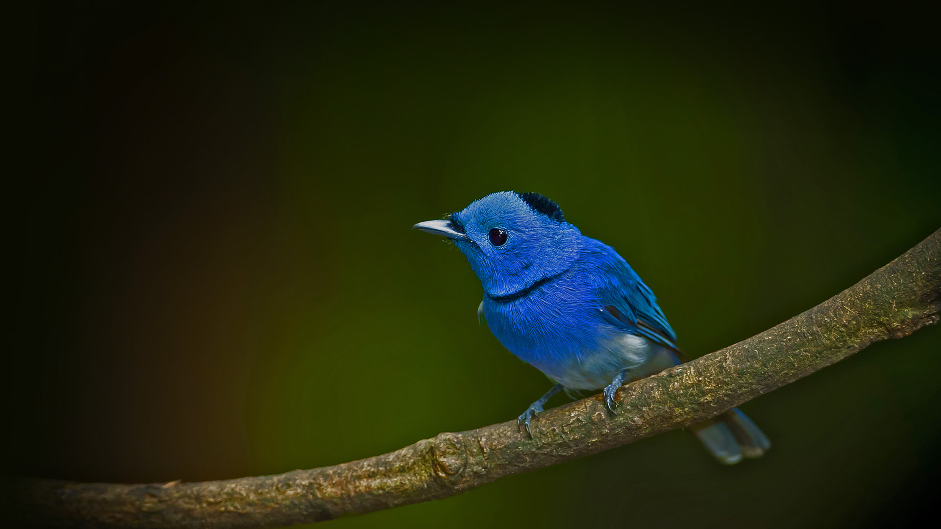 Black Naped Monarch