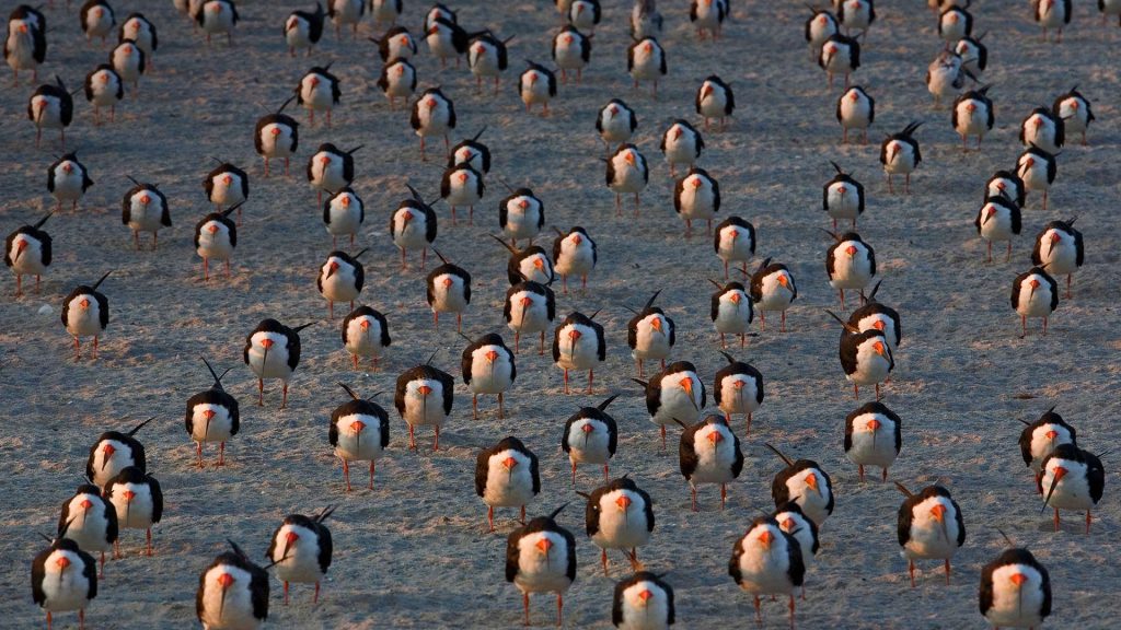 Black Skimmers