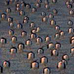 Black Skimmers