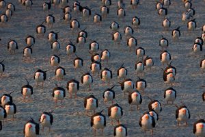 Black Skimmers