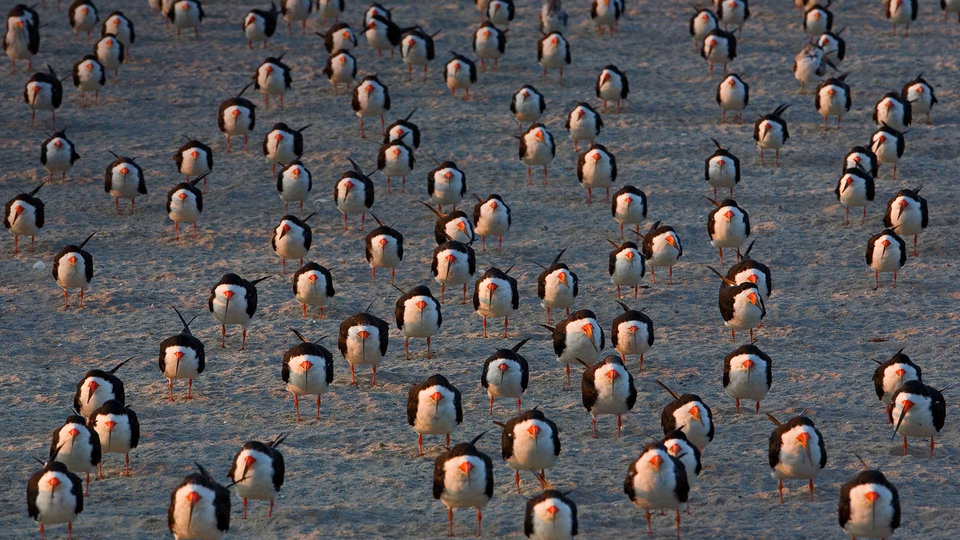 Black Skimmers