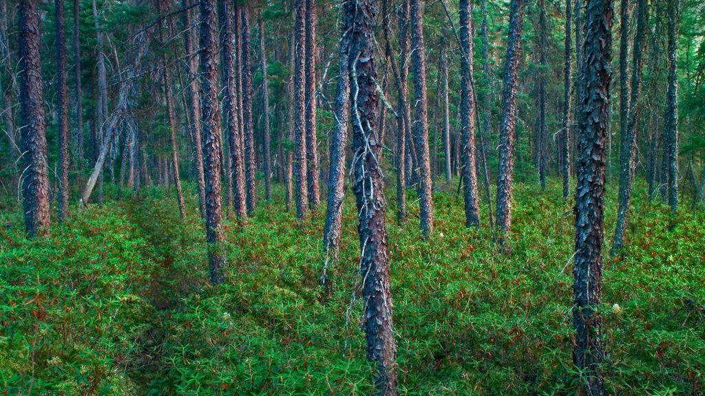 Black Spruce