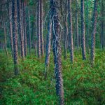 Black Spruce