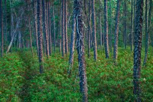 Black Spruce