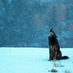 Black Wolf Howling