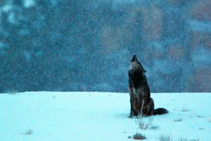 Black Wolf Howling