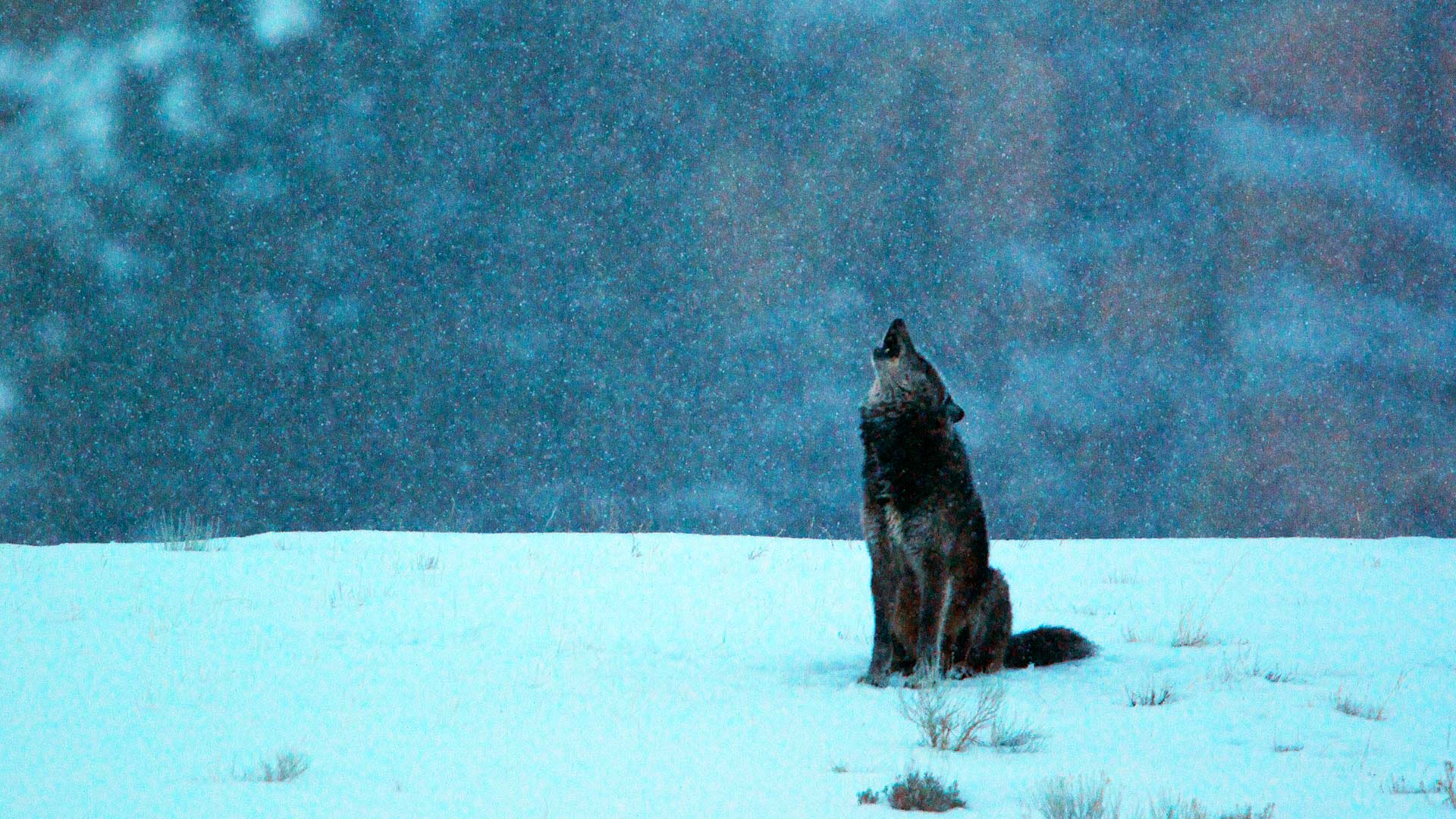 Black Wolf Howling