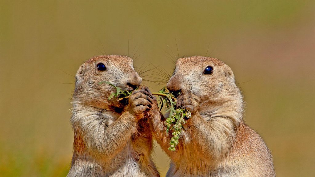 Blacktail Prairie Dogs