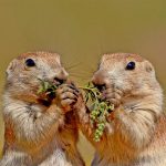 Blacktail Prairie Dogs