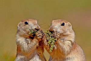 Blacktail Prairie Dogs