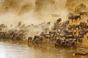 Blue Wildebeests