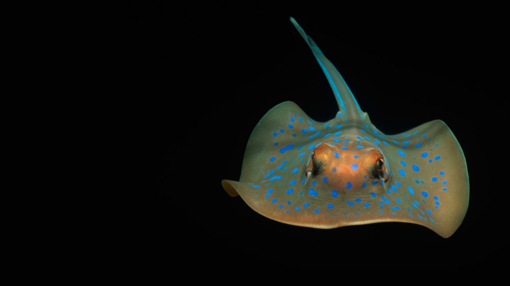 Bluespotted Ray