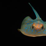 Bluespotted Ray