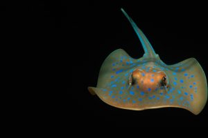 Bluespotted Ray