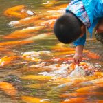 Boy Petting Fish