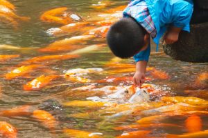 Boy Petting Fish